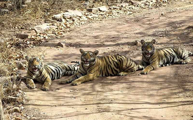 rajasthan tigers