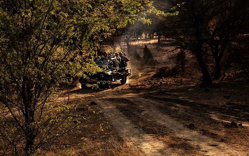 tiger safari rajasthan