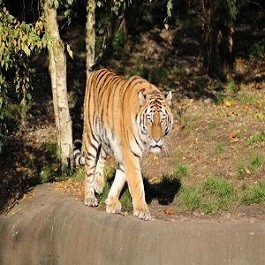 rajasthan wildlife sanctuary